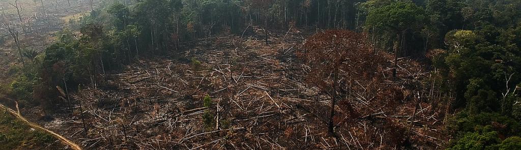 Deforestamiento amazonia