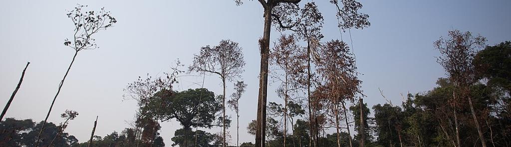 Deforestamiento amazonia 