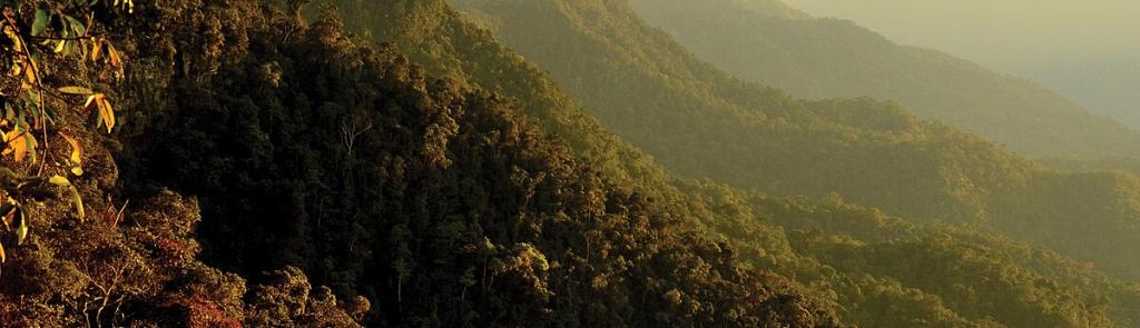 vista de montaña cubierta de árboles al atardecer amazonia peru cordillera azul