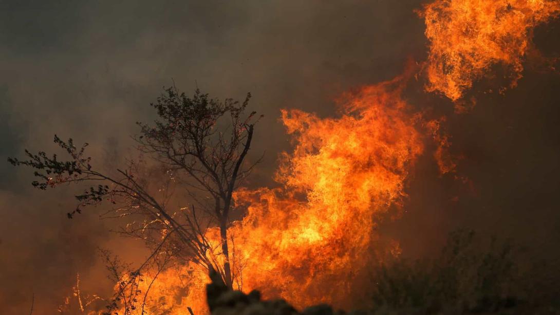 incendios en portugal floresta en llamas