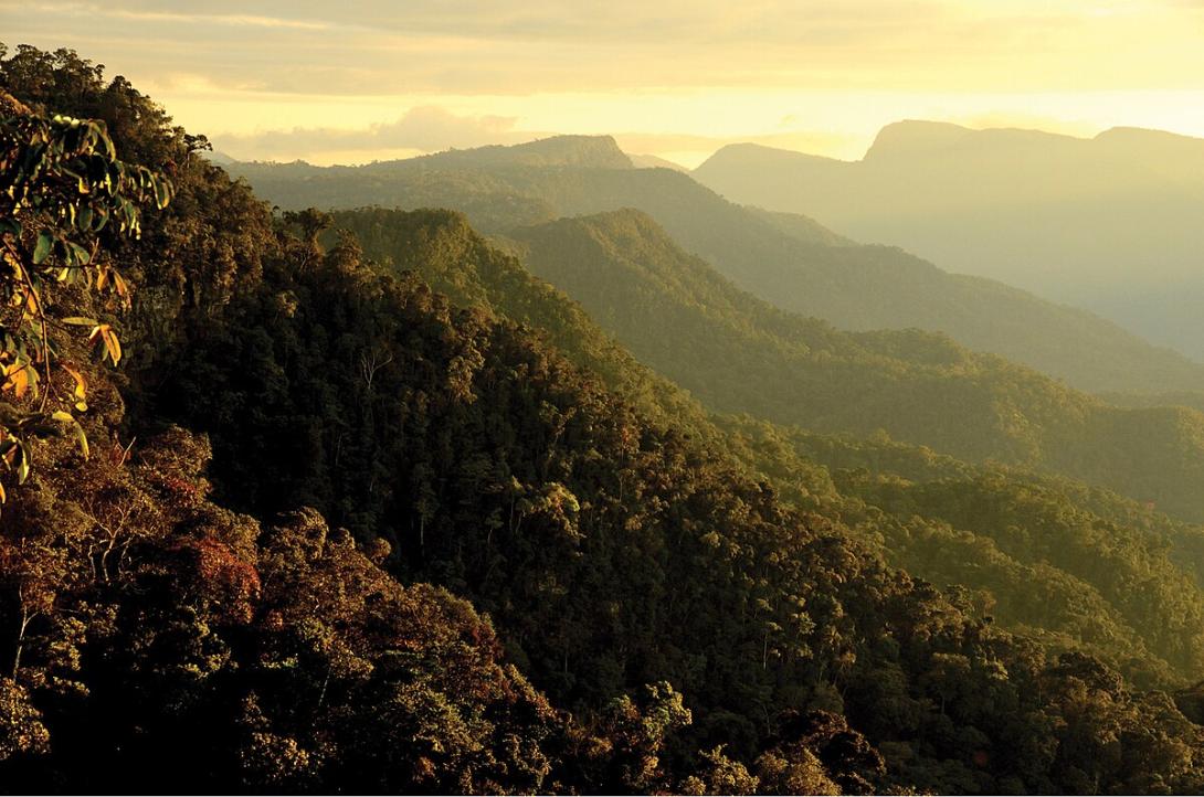 vista de montaña cubierta de árboles al atardecer amazonia peru cordillera azul